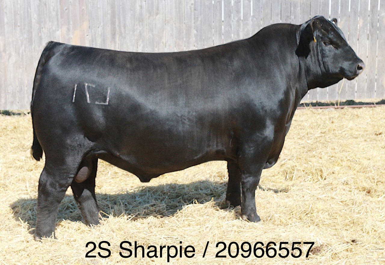 2S Sharpie L71